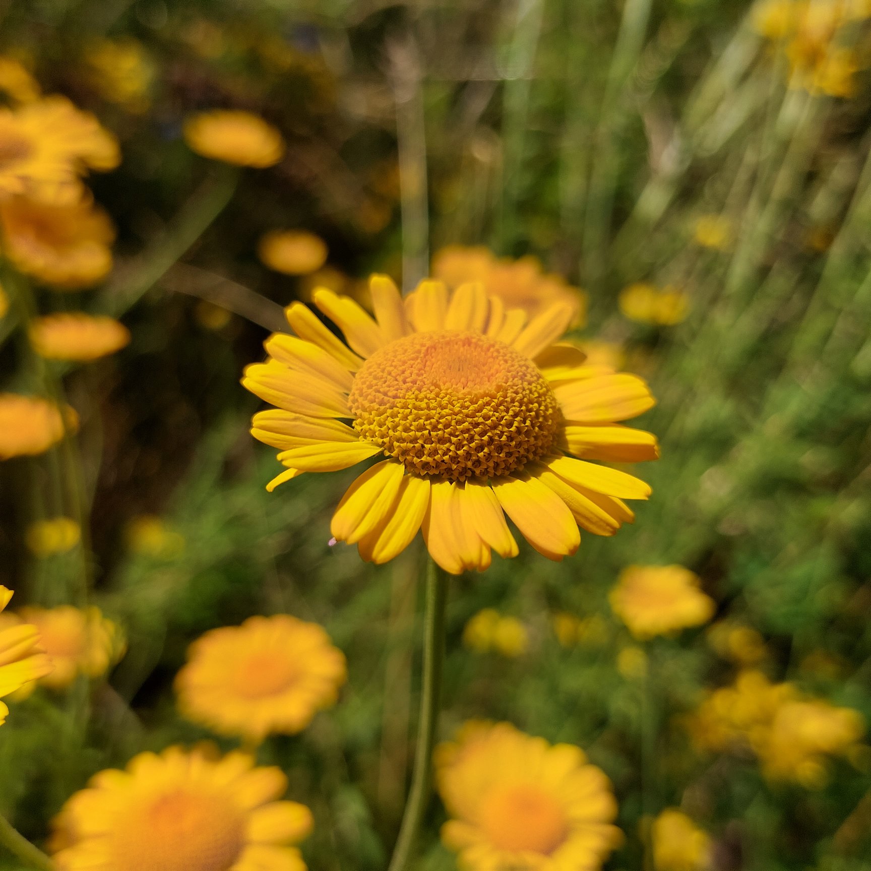 Blume im Park in Spich