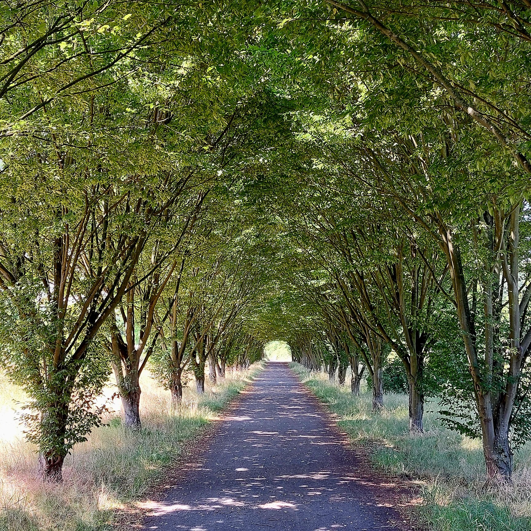 Kleine Allee in Oberlar nahe der Kleingartensiedlung auf dem Gelände des früheren Abenteuerspielplatzes