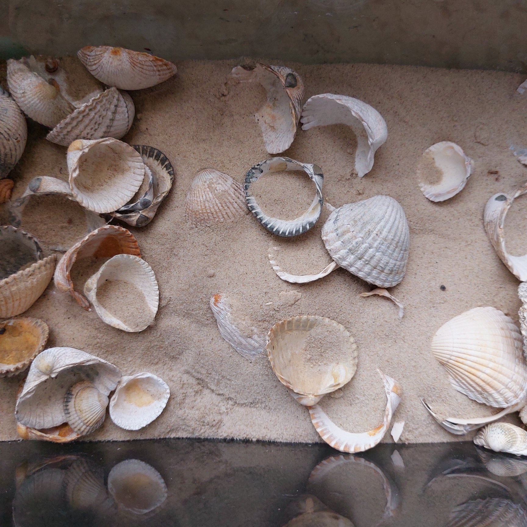 Muscheln, gesammelt auf Amrum - überall in meiner Wohnung zu finden.